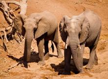 The Future of Conservation
