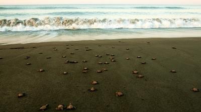 Young turtles are released into the wild in Mexico Turtle hatchlings are released into the ocean