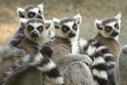 Volunteer Madagascar Volunteer Madagascar