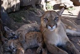 Volunteer Veterinary Medicine & <br /> Animal Care Volunteer Veterinary Medicine & <br /> Animal Care