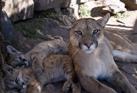 Volunteer Veterinary Medicine & <br /> Animal Care Volunteer Veterinary Medicine & <br /> Animal Care