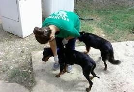 Volunteer Veterinary Medicine & <br /> Animal Care Volunteer Veterinary Medicine & <br /> Animal Care