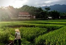 Volunteer Language Courses A local Vietnamese person cycles through a rice field near one of our volunteer language course placements.