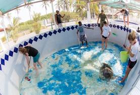 Volunteer Mexico Conservation volunteers clean up a turtle enclosure at a placement in Mexico