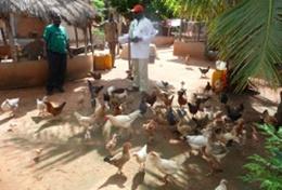 Volunteer Agriculture & Farming Agriculture & Farming volunteers help with feeding chickens at an organic farm in Togo.