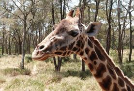 Volunteer Kenya A giraffe, one of the species our Conservation volunteer are working to protect in the African savannahs of Kenya.