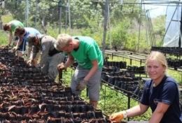 Volunteer Ecuador Conservation volunteers tend to seedlings at a tree nursery, helping with reforestation efforts in Ecuador.