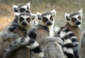 Volunteer Madagascar A group of ring-tailed lemurs at our volunteer Conservation placement in Madagascar.