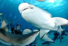 Volunteer Fiji Conservation volunteers observe a group of sharks during a survey dive in Fiji.