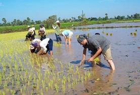 Volunteer Cambodia A group of older volunteers help with planting rice in a Khmer community in Cambodia.