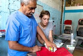 Volunteer Peru With the help of local veterinary staff, a qualified veterinarian performs a check-up on a crocodile in rehabilitation at a volunteer animal care placement.