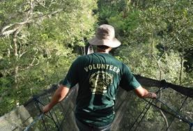 Volunteer Peru A Conservation volunteer travels across a tree canopy walkway, conducting a wildlife survey in the Amazon jungle in Peru during the Easter vacation.