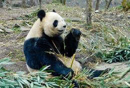 Volunteer China A panda bear eating bamboo shoots at our Care & Pandas placement for high school volunteers.