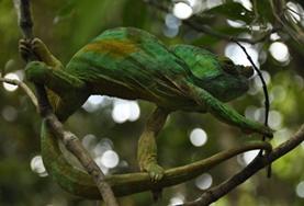 Volunteer Madagascar
