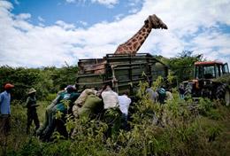 Volunteer Kenya A high school student volunteering in Kenya monitors giraffe populations as part of her Conservation work in a local reserve.