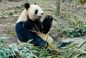 Volunteer China A giant panda eating bamboo shoots at the conservation and research centre where we run our volunteer Animal Care project in China.