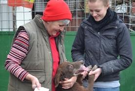 Volunteer Veterinary Medicine & <br /> Animal Care Animal Care volunteers play with a dog at a placement in Romania