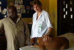 Volunteer Ghana A Veterinary Medicine volunteer comforts a dog before an operation at a local veterinary clinic in Ghana.