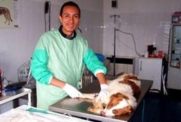 Volunteer Veterinary Medicine & <br /> Animal Care A Veterinary Medicine volunteer works with a dog at a placement in Romania